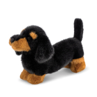 Borealis Koda Dachshund 15In